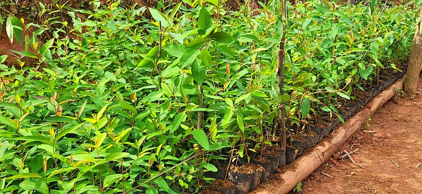 Jeunes plants en pépinière Saha-Fihary